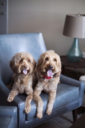 Puppy Ringbearers