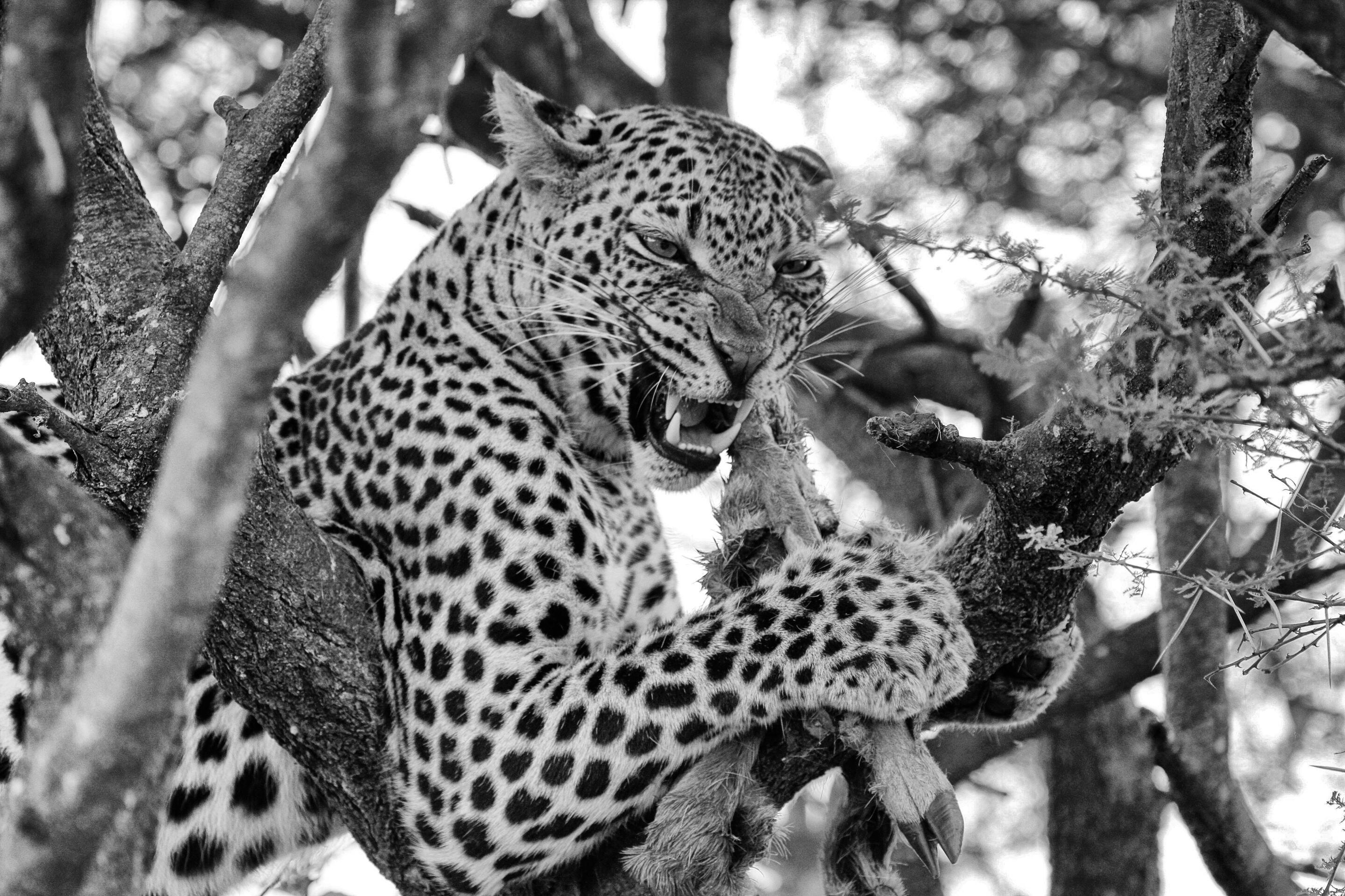 Picture of Madikwe Game Reserve