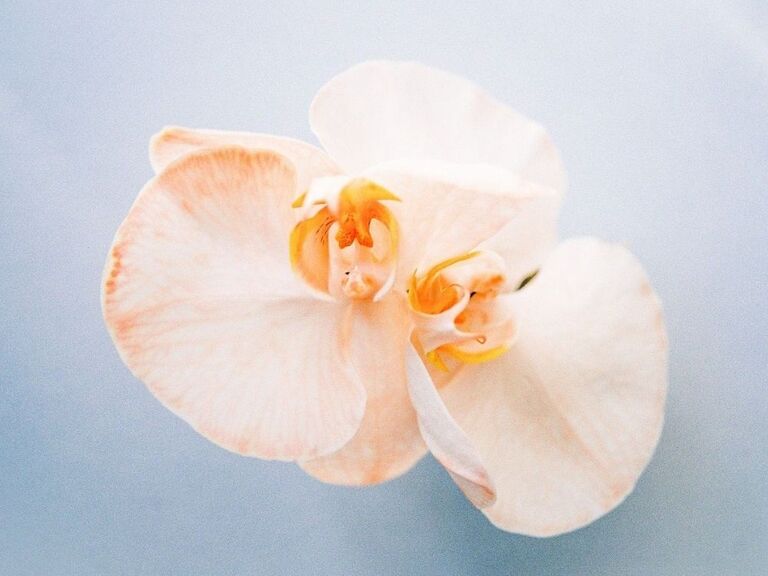 peach orchid flower