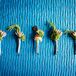Rustic Succulent, Cabbage Boutonnieres