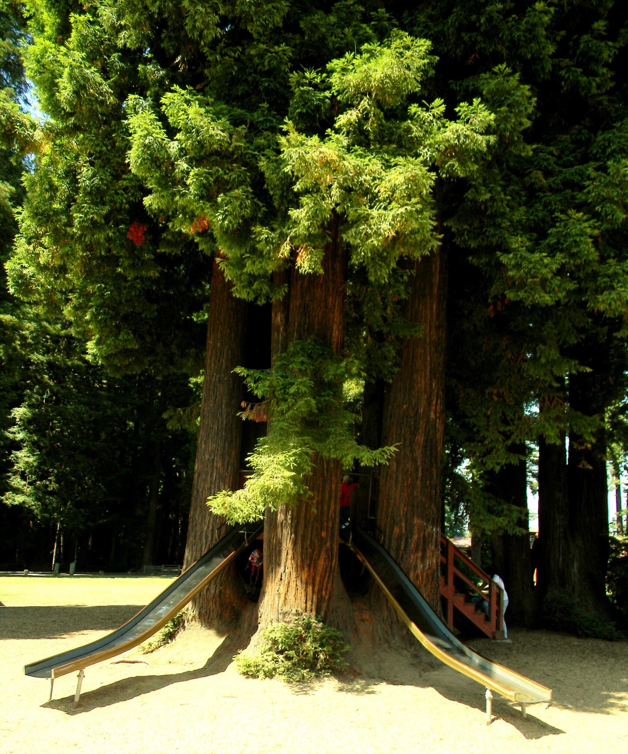 Picture of Sequoia Park