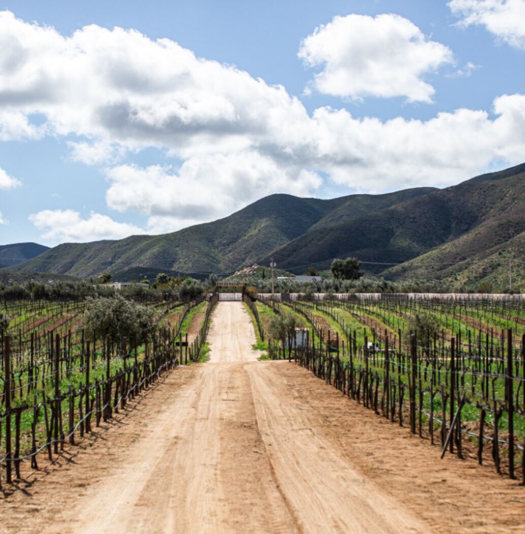 Picture of Valle De Guadalupe 