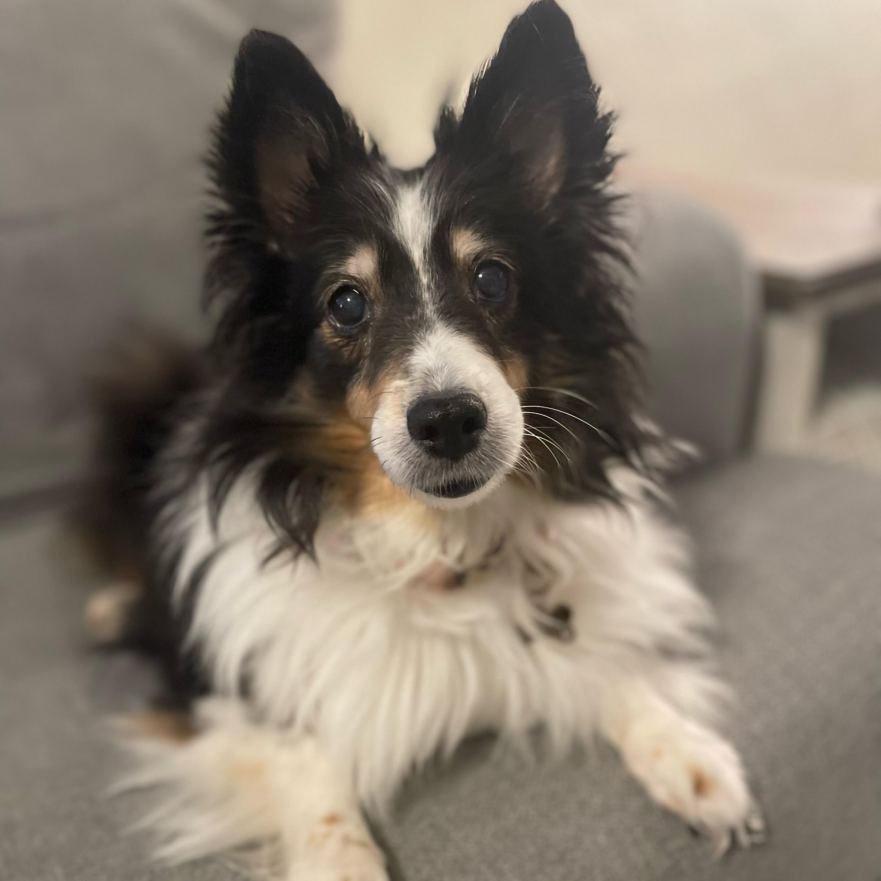 Bailey