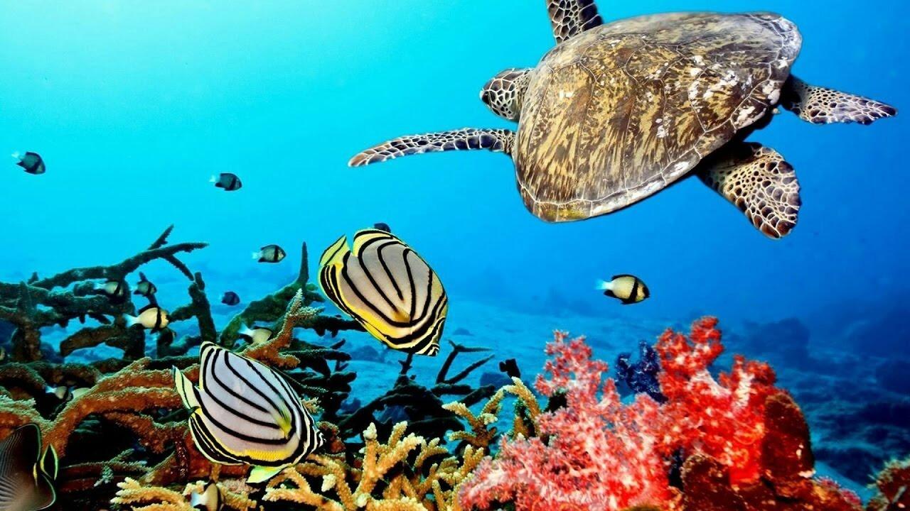 Picture of Snorkeling and Scuba Diving