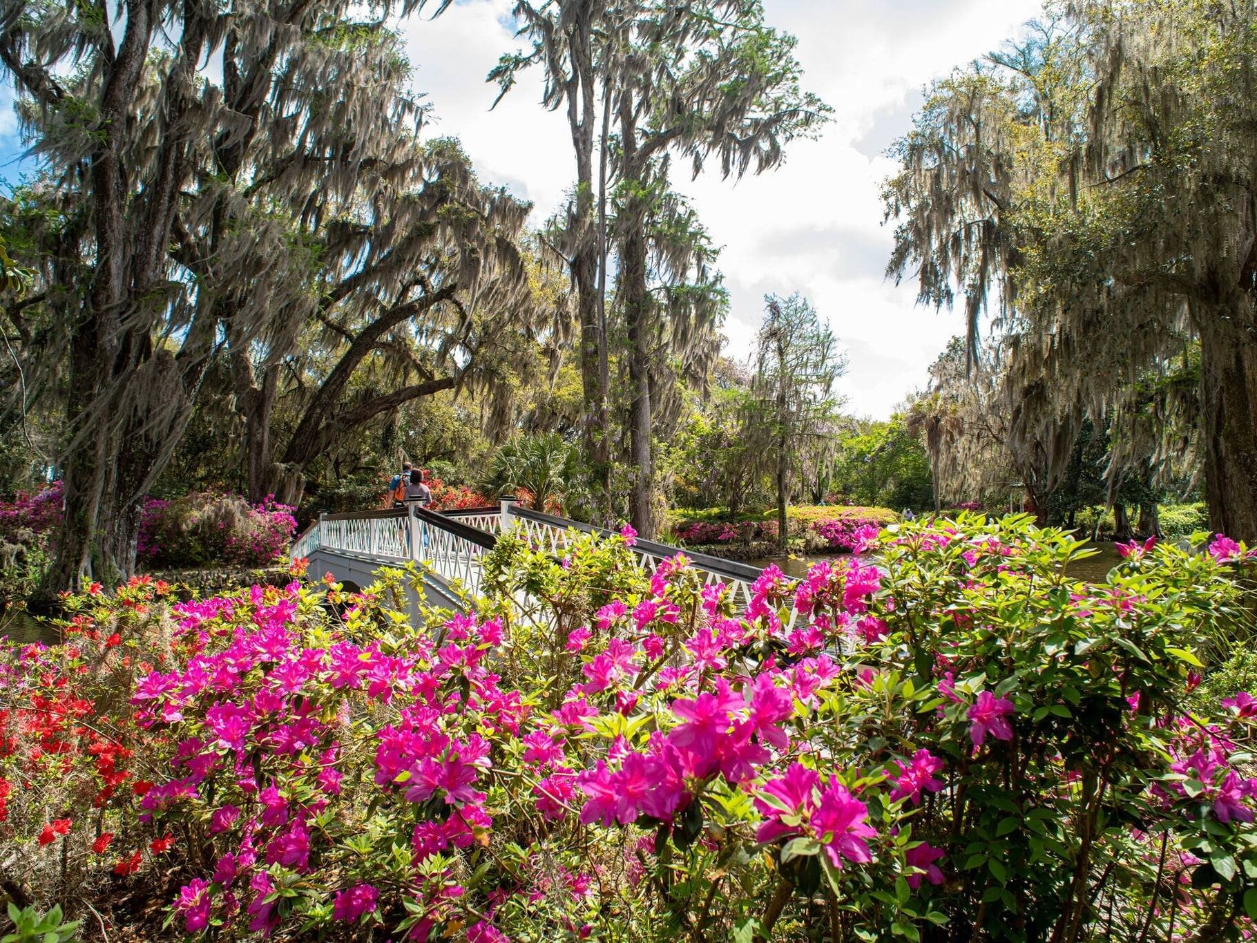 Picture of Magnolia Plantation and Gardens