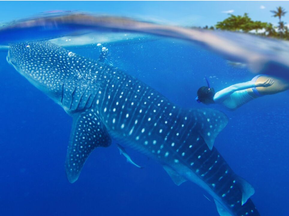 Picture of Whale Shark Tours Mexico