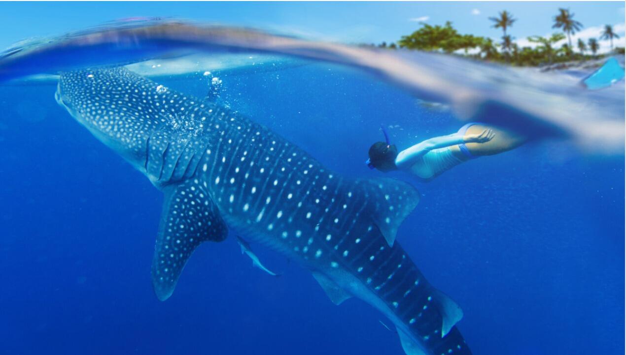 Picture of Whale Shark Tours Mexico