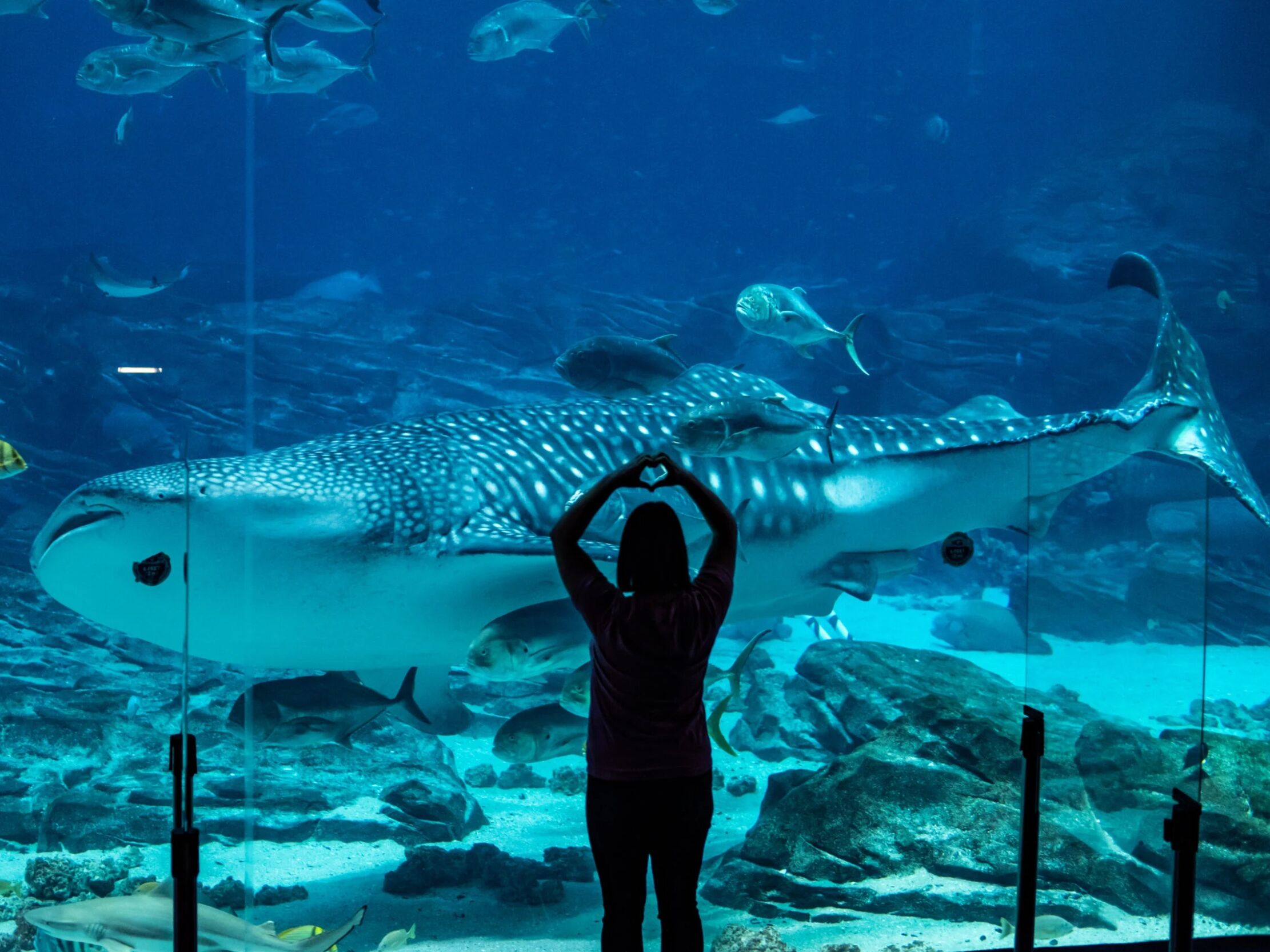 Picture of Georgia Aquarium