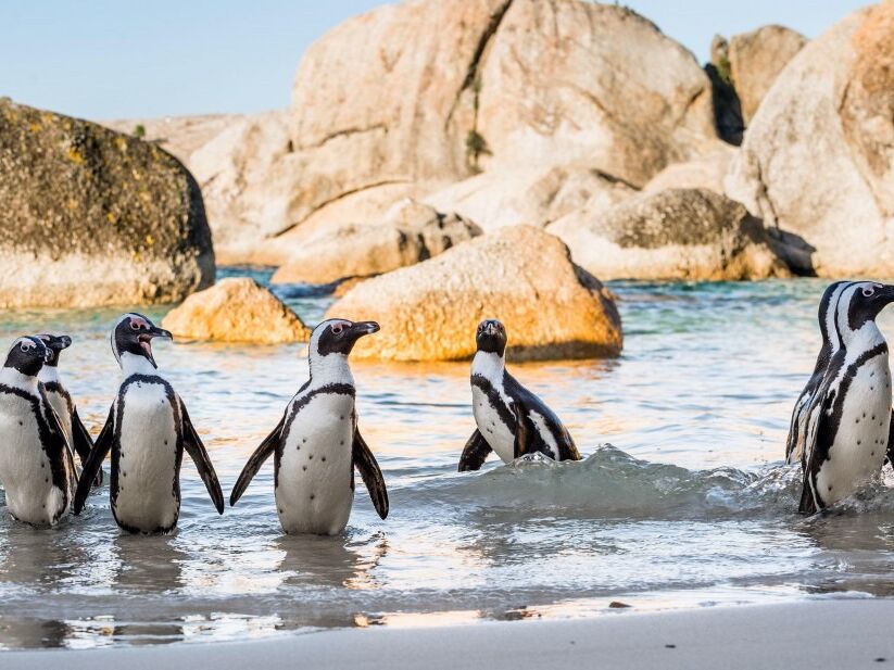 Picture of Boulders Beach