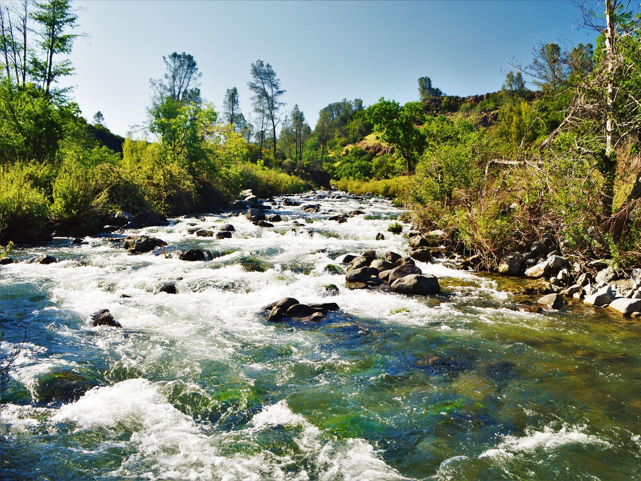 Picture of Putah Creek Riparian Reserve