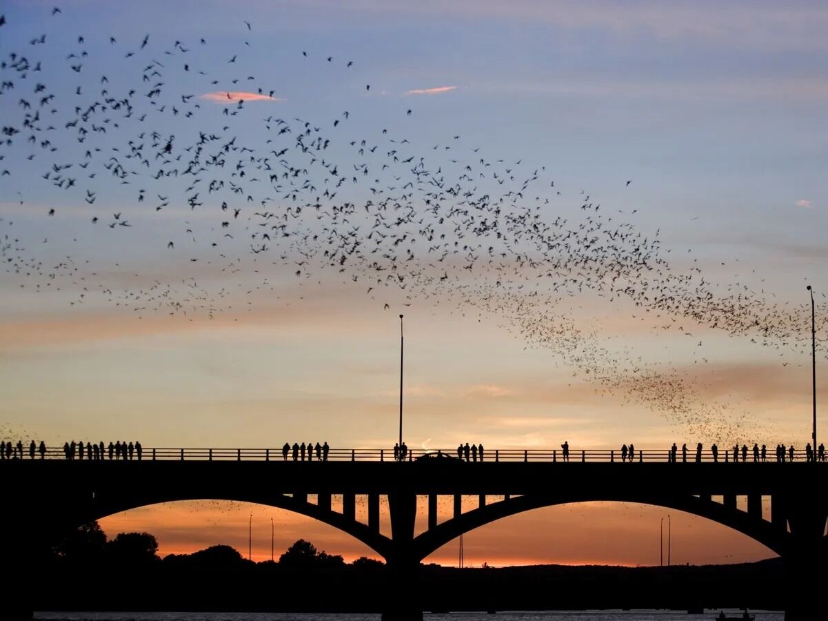 Picture of See the Bats at the Congress Bridge