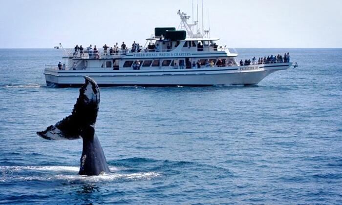 Picture of 7 Seas Whale Watch