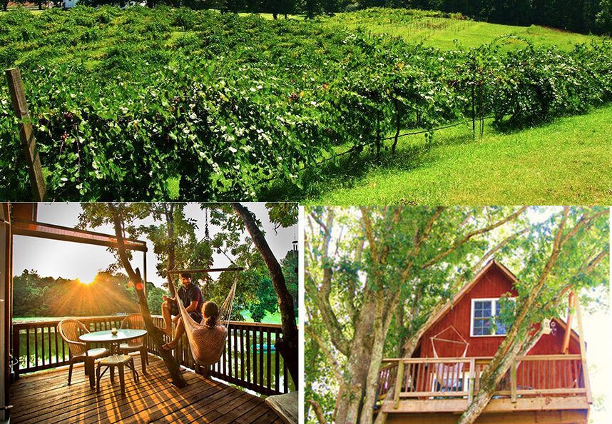 Picture of Treehouse Vineyards