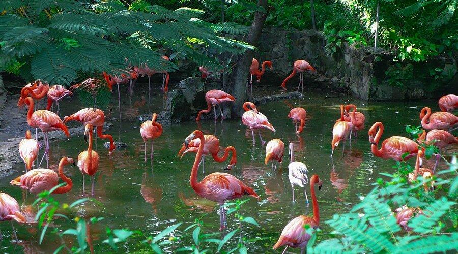 Picture of Ardastra Gardens & Wildlife Conservation Centre