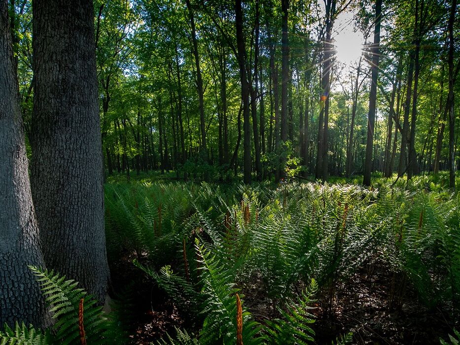 Picture of Oak Openings Preserve Metropark