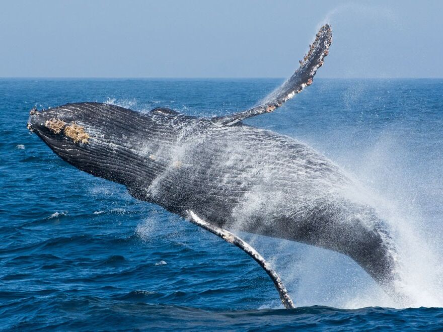 Picture of Princess Monterey Whale Watching