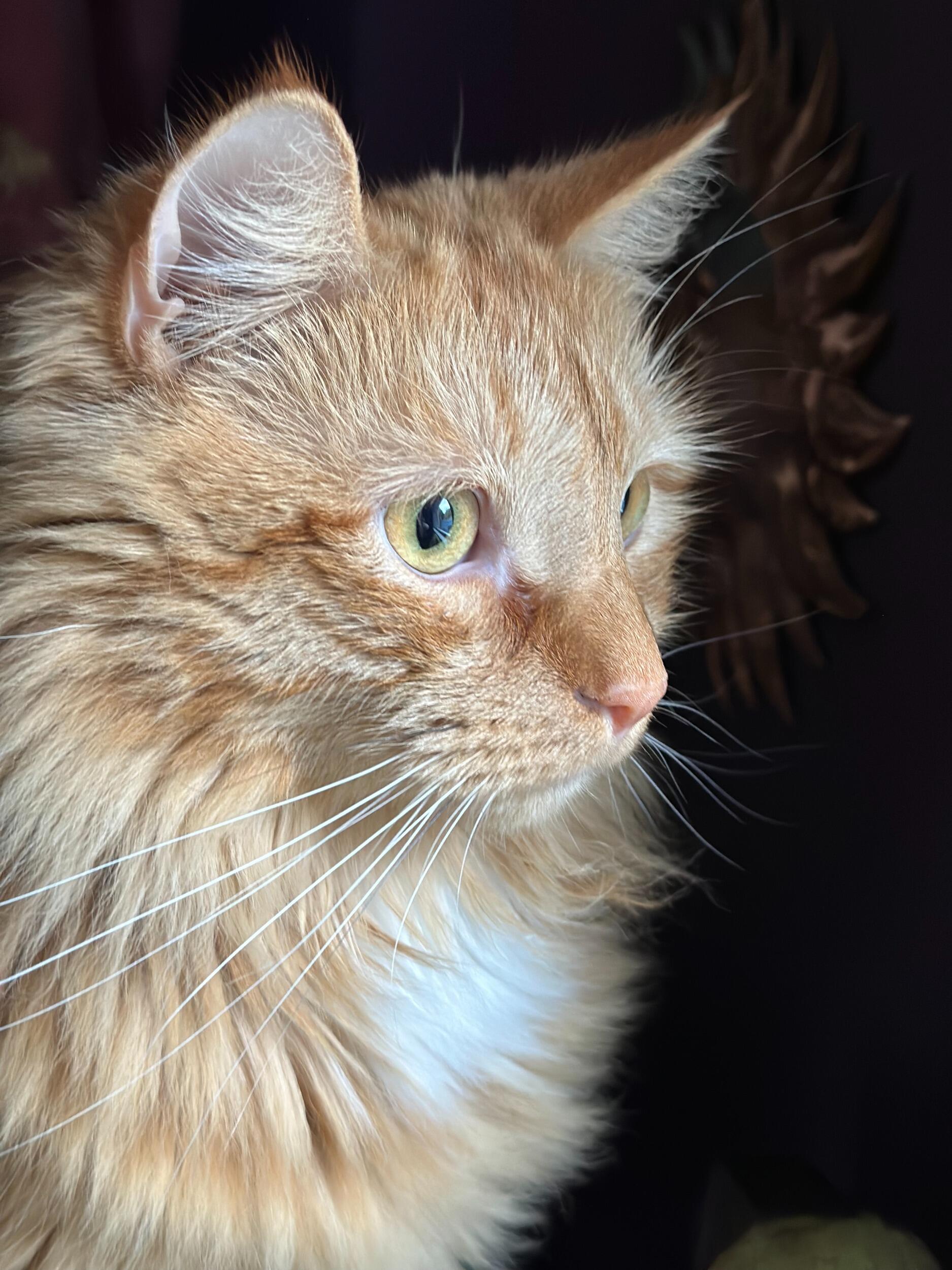 Because Pippi deserves a picture too! Pippin was adopted as a belated birthday present! His origin story is quite sad, abandoned by his mother at birth, assumed to be the runt. He was then found and saved by Rock Star Animal Rescue, and adopted by me! He's a beautiful but shy boy, afraid of his own tail at times! But he loves his father, Wyatt, and prefers him over anyone else!
