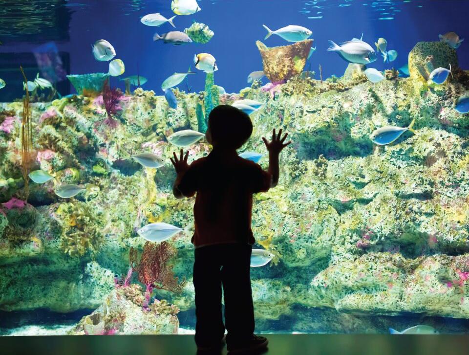 Picture of Fort Fisher Aquarium