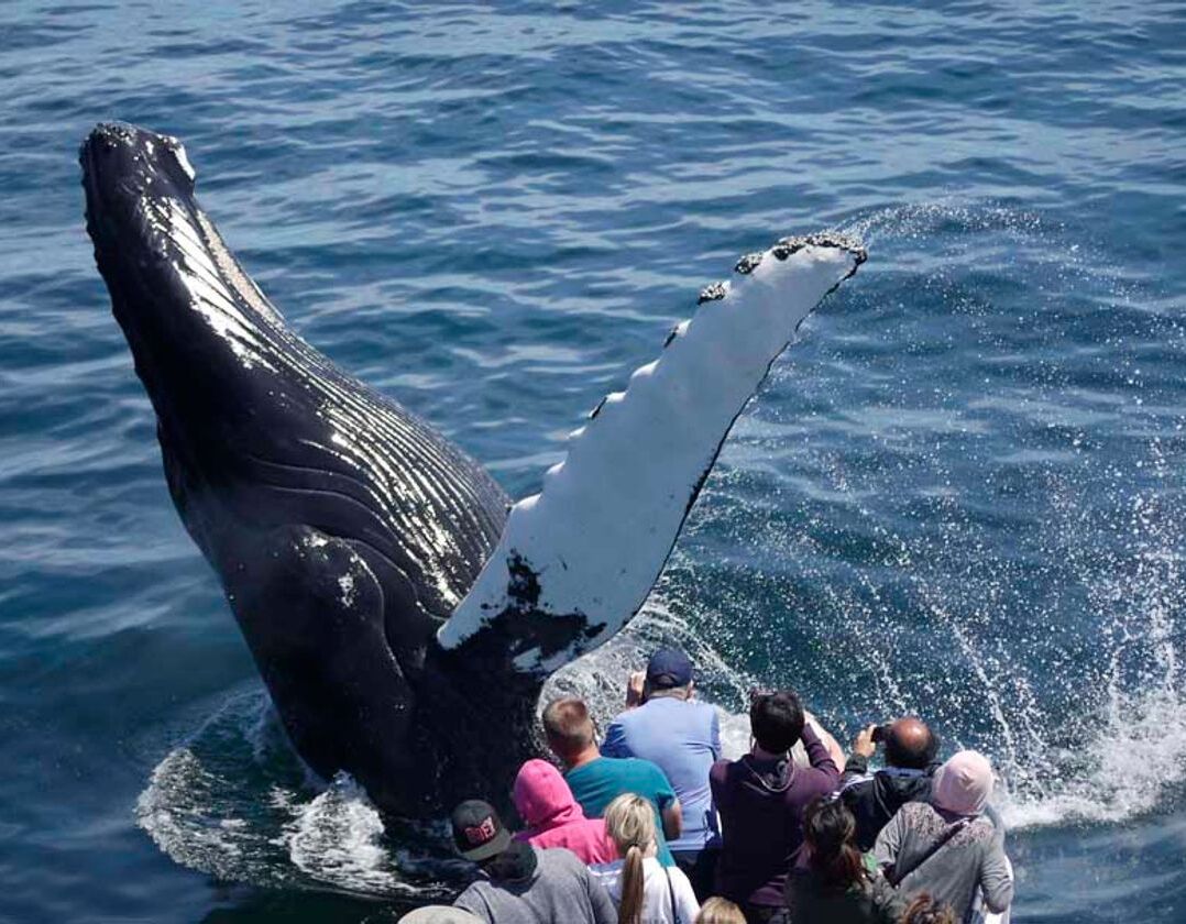 Picture of Whale Watching Boston Harbor