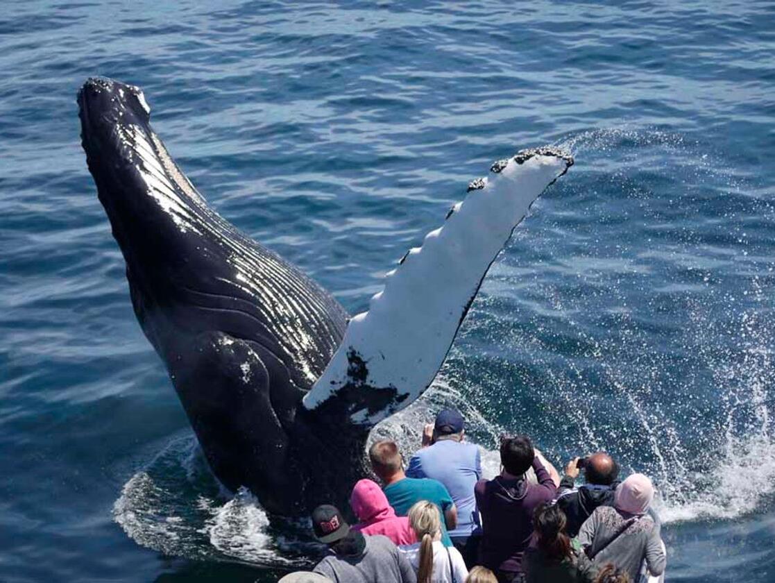 Picture of Whale Watching Boston Harbor