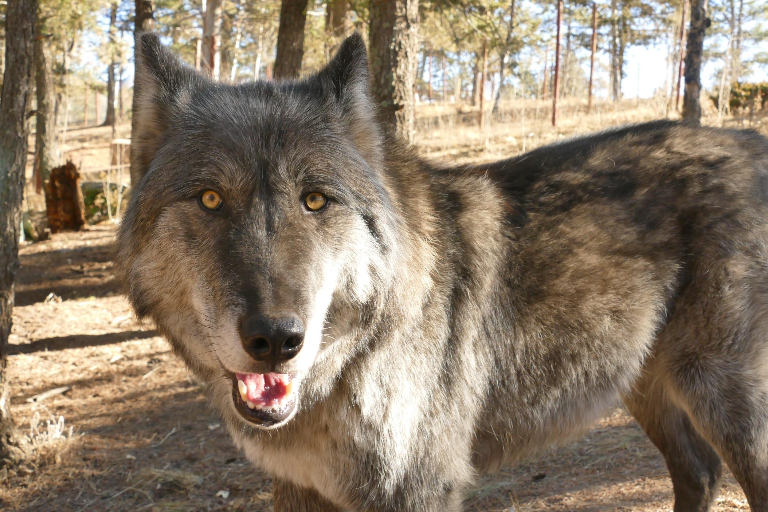 Picture of Colorado Wolf and Wildlife Center
