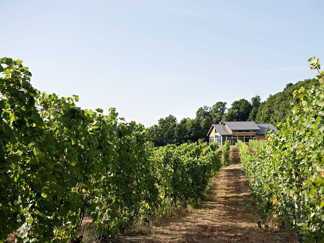 Picture of Blustone Vineyards