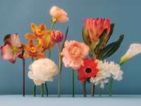 Assortment of fresh flower stems lined up