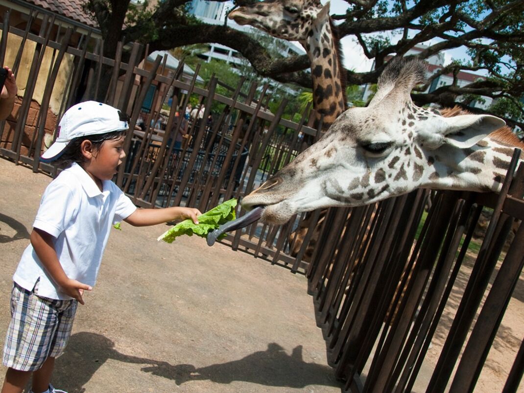 Picture of Houston Zoo