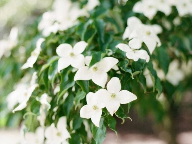 Romantic flowering dogwood branches