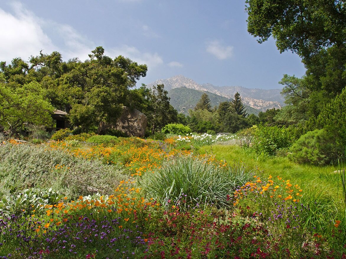 Picture of Santa Barbara Botanic Garden