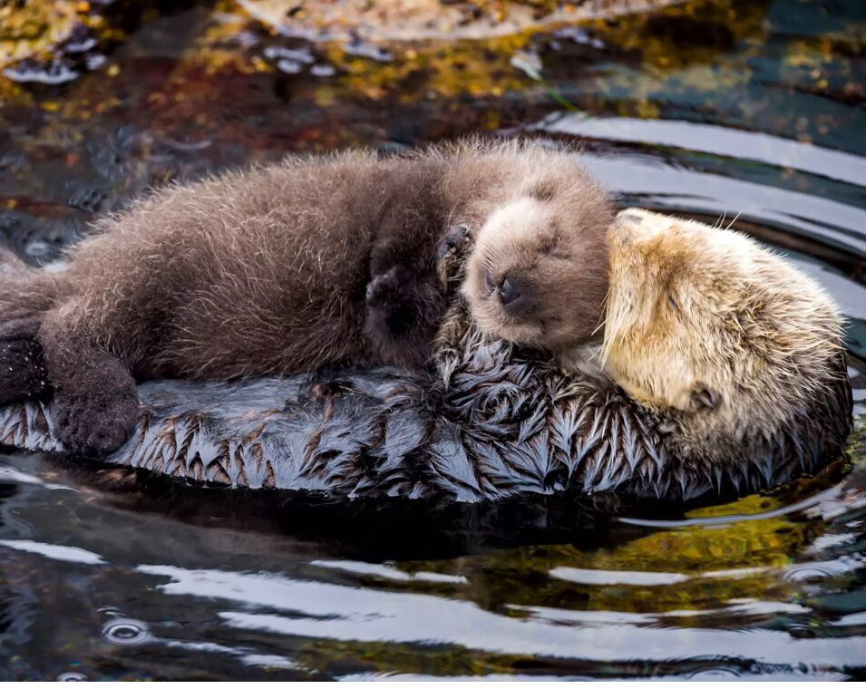 Picture of Monterey Bay Aquarium