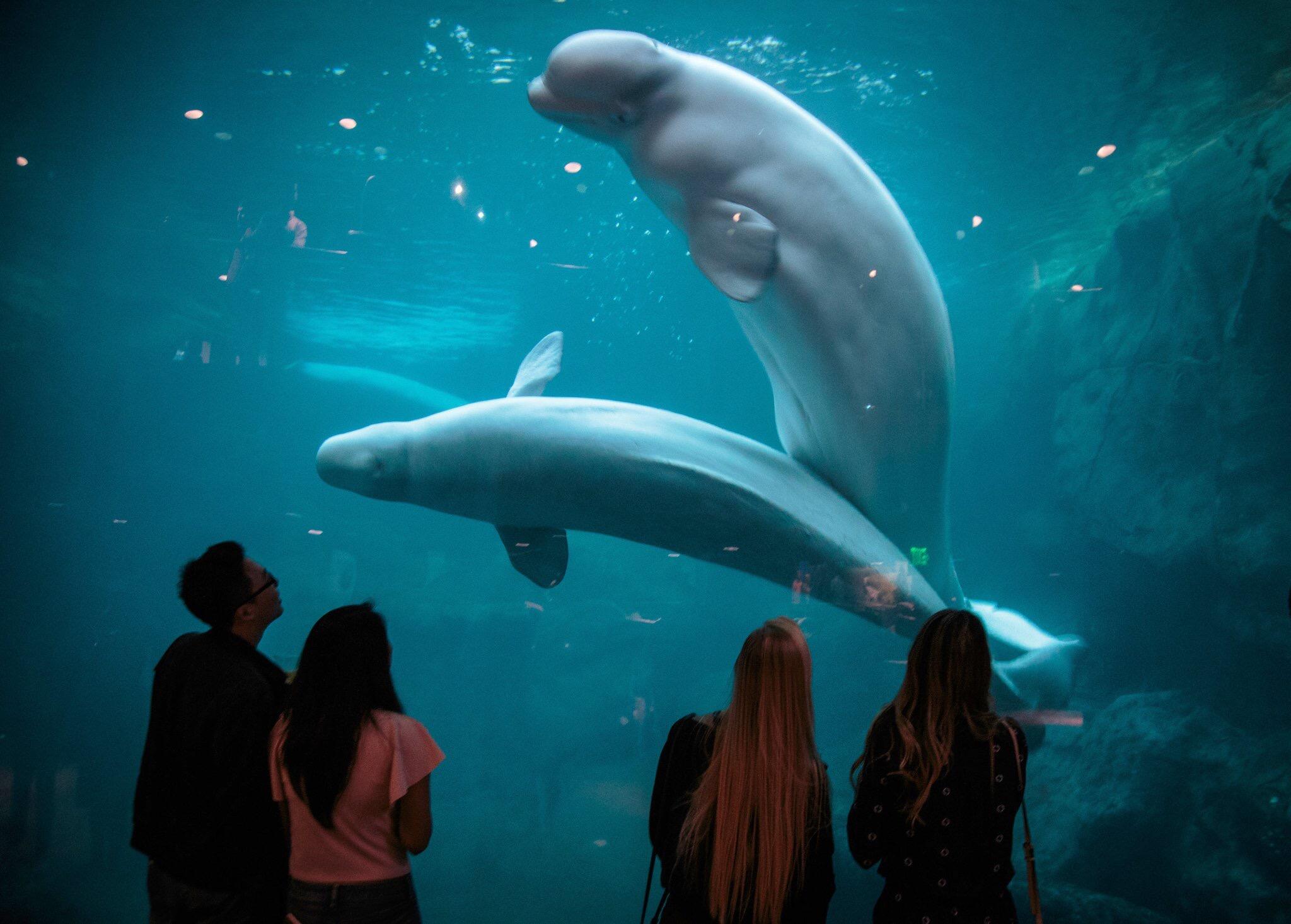 Picture of Georgia Aquarium