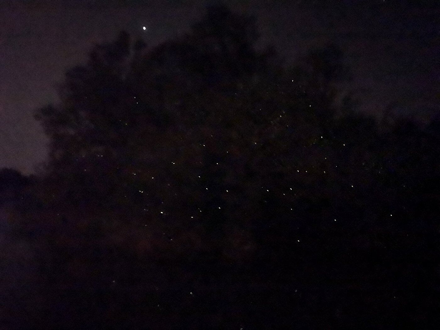 Picture of Kampung Kuantan Firefly Park