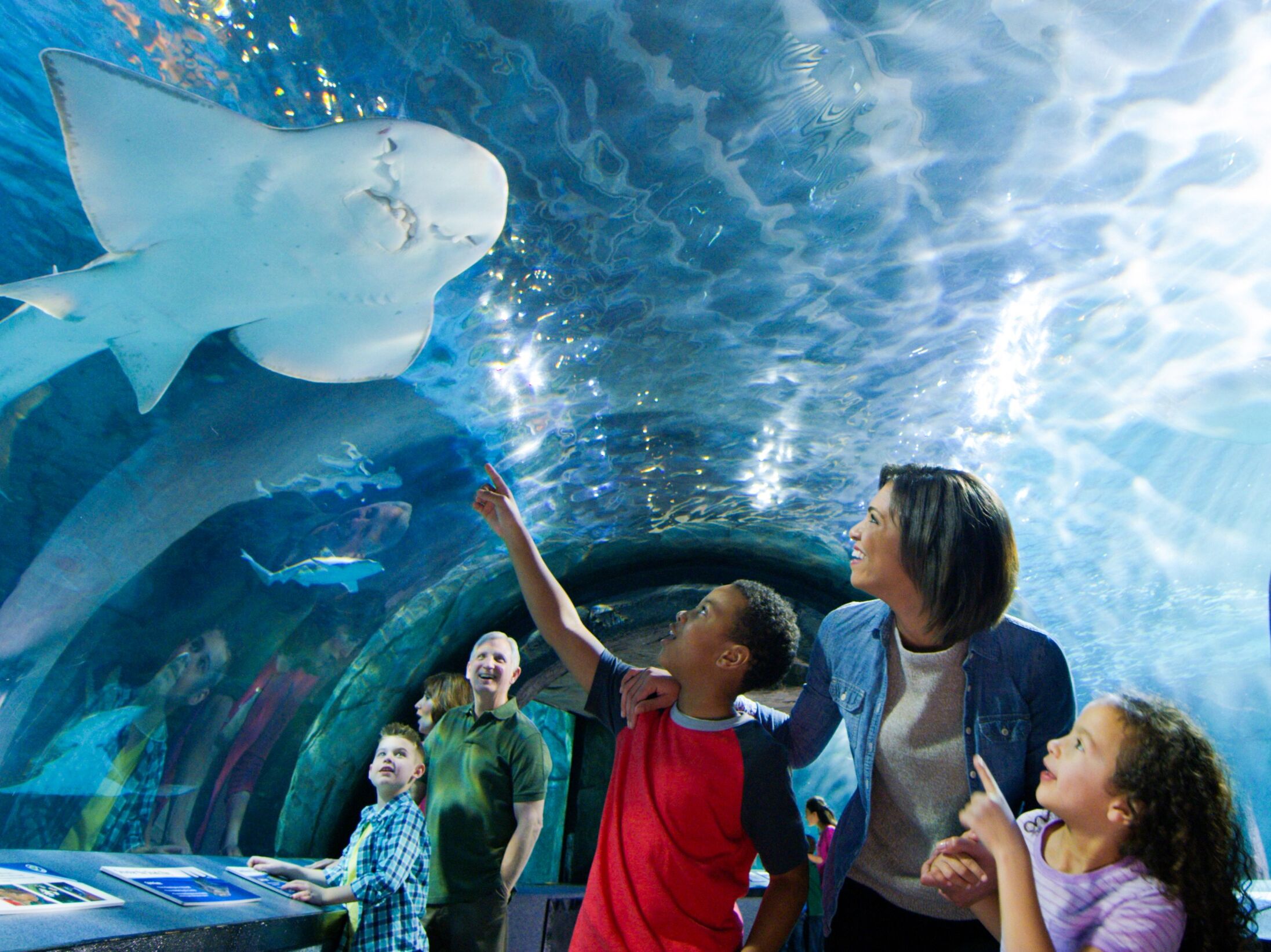 Picture of Newport Aquarium