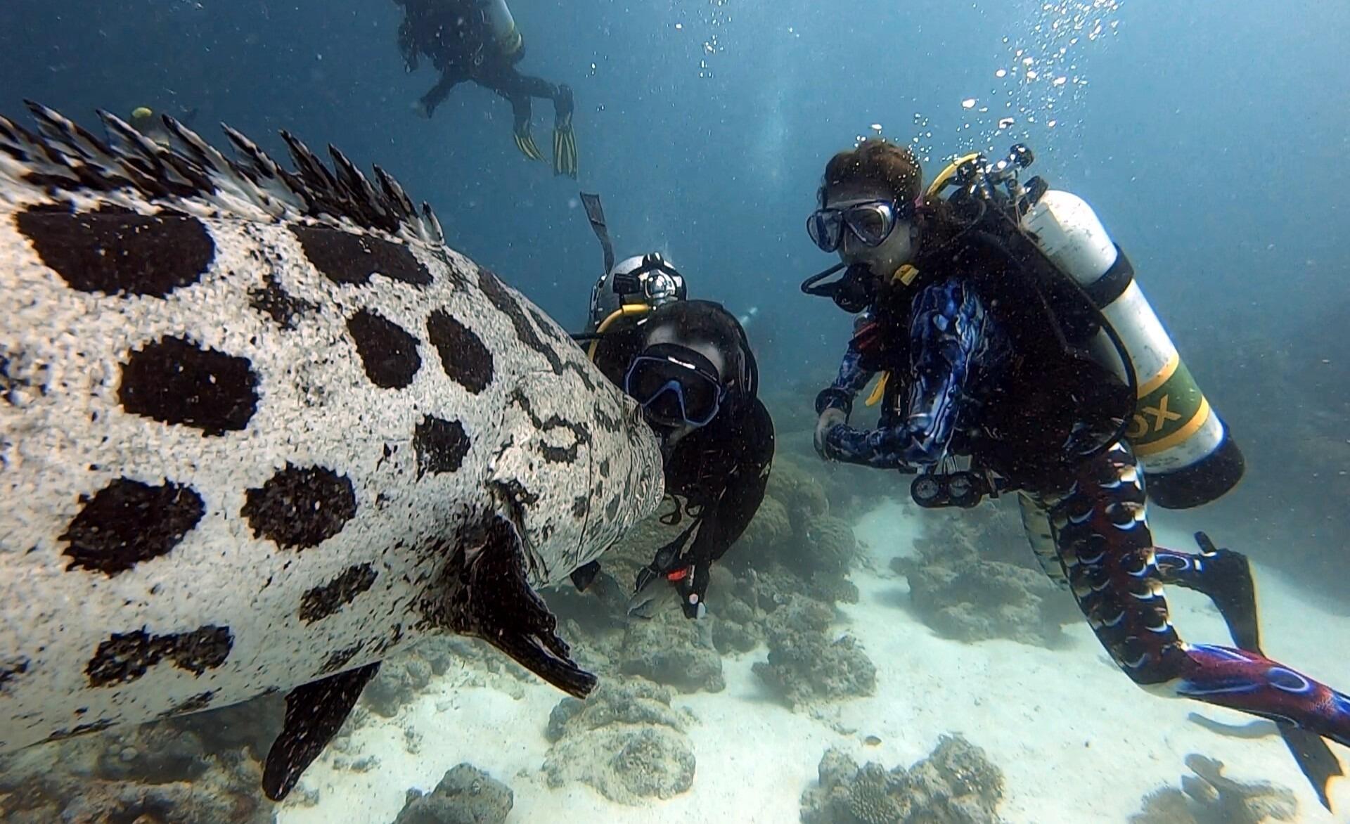 Jess and Collin dive the Great Barrier Reef for 3 days after a work trip in Australia, crossing off the no. 1 thing on Jess' bucket list!
