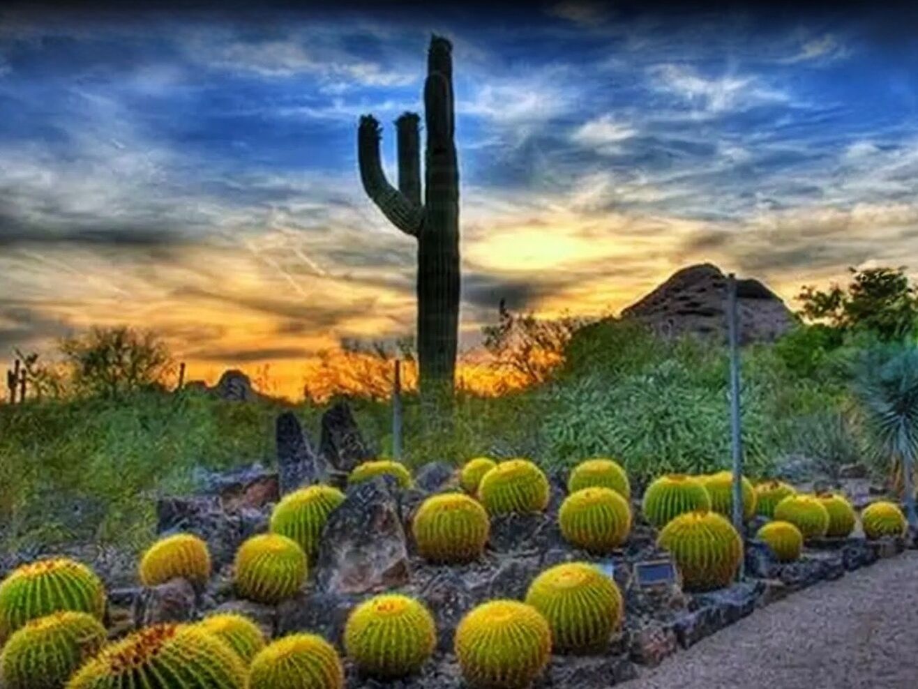 Picture of Desert Botanical Garden