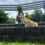 Artemis “Artie” 