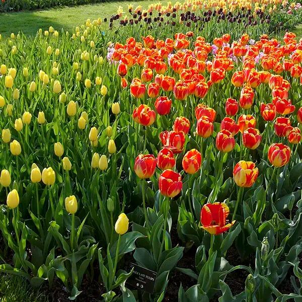 Picture of Hershey Gardens