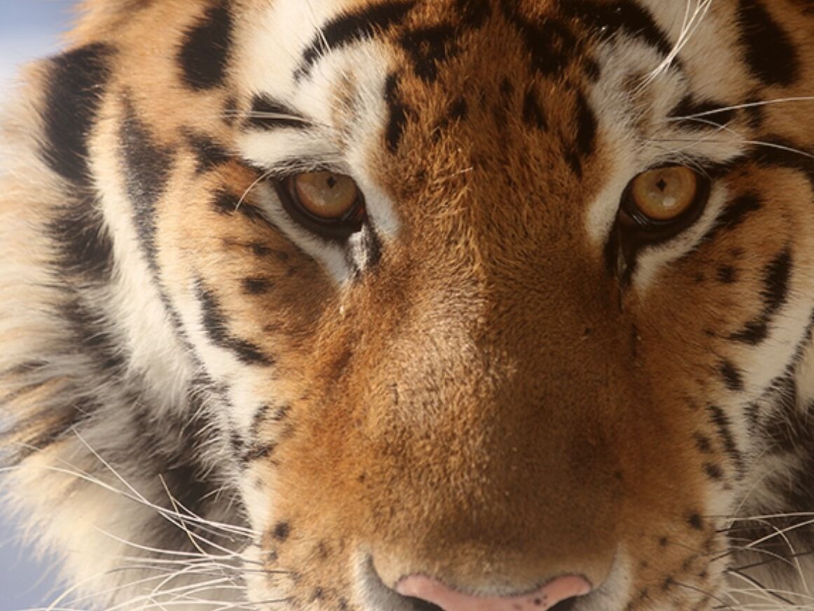 Picture of Indianapolis Zoo