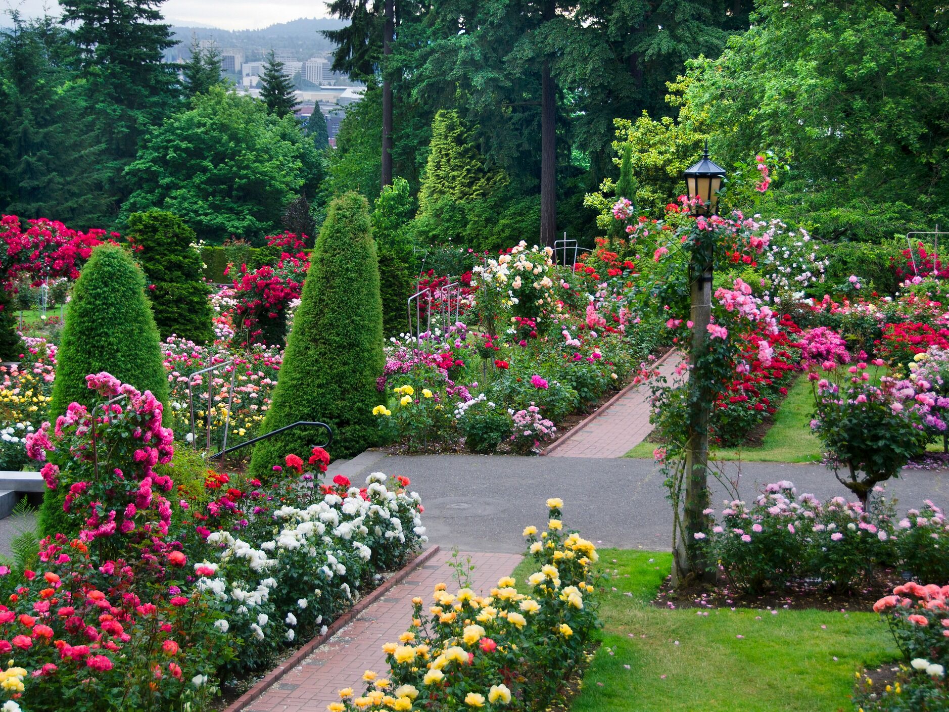 Picture of International Rose Test Garden