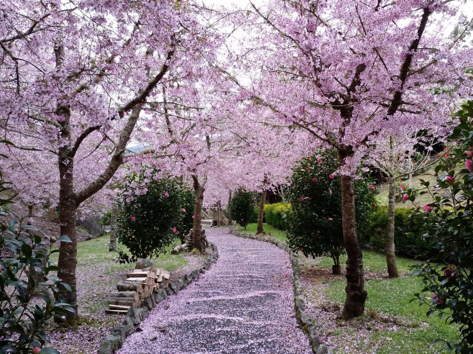 Picture of Wellington in Spring