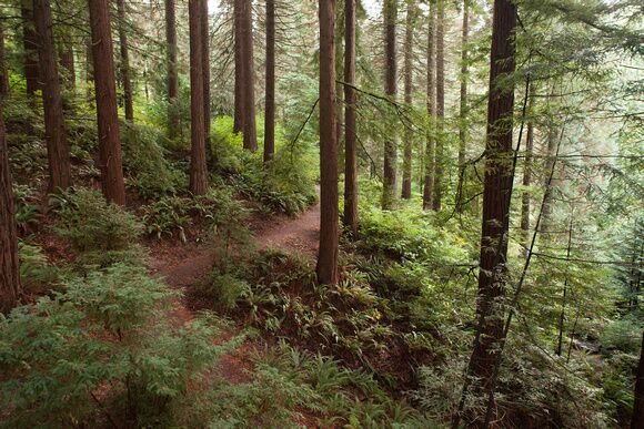 Picture of Hoyt Arboretum