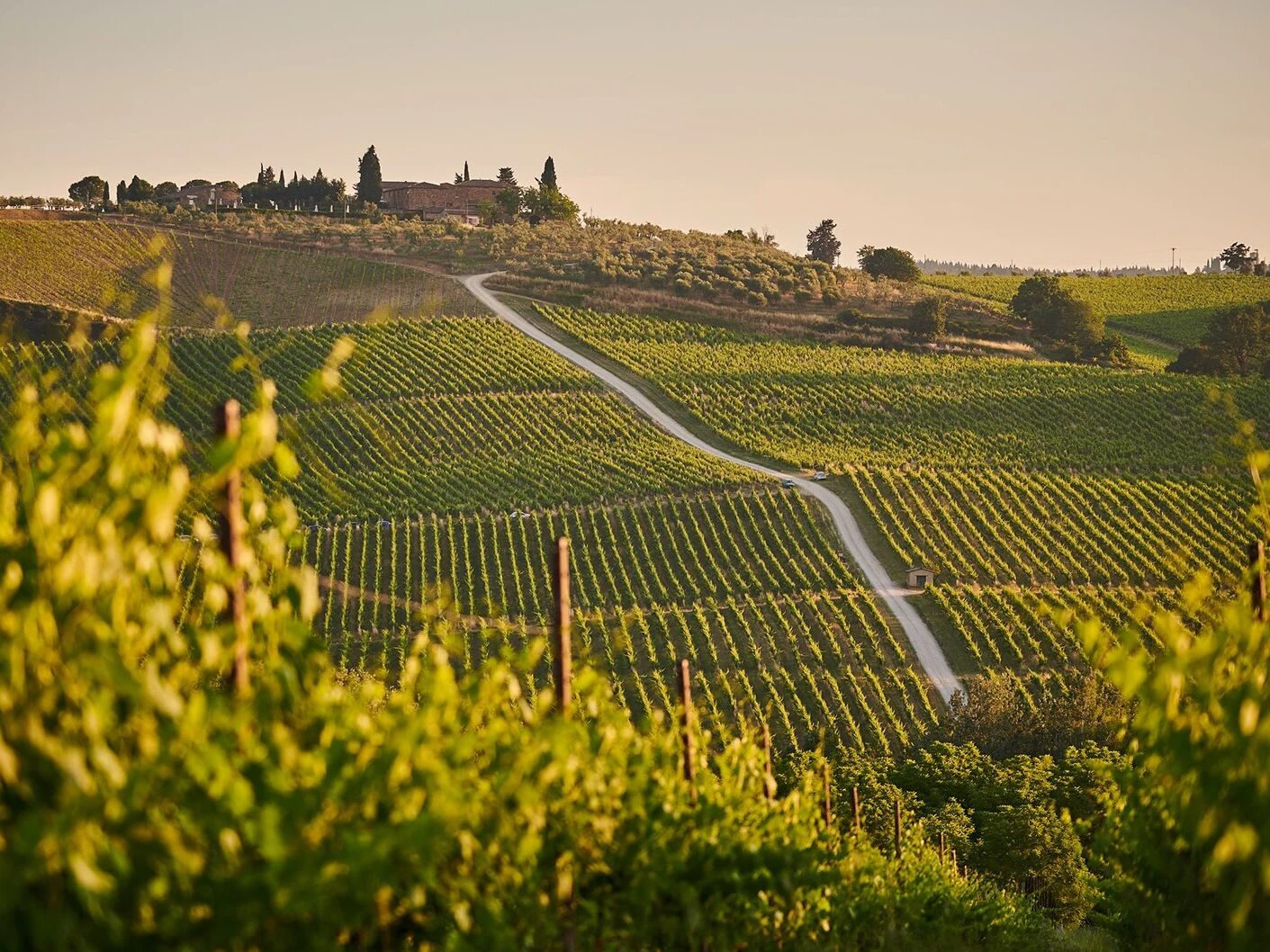 Picture of Wine Tours