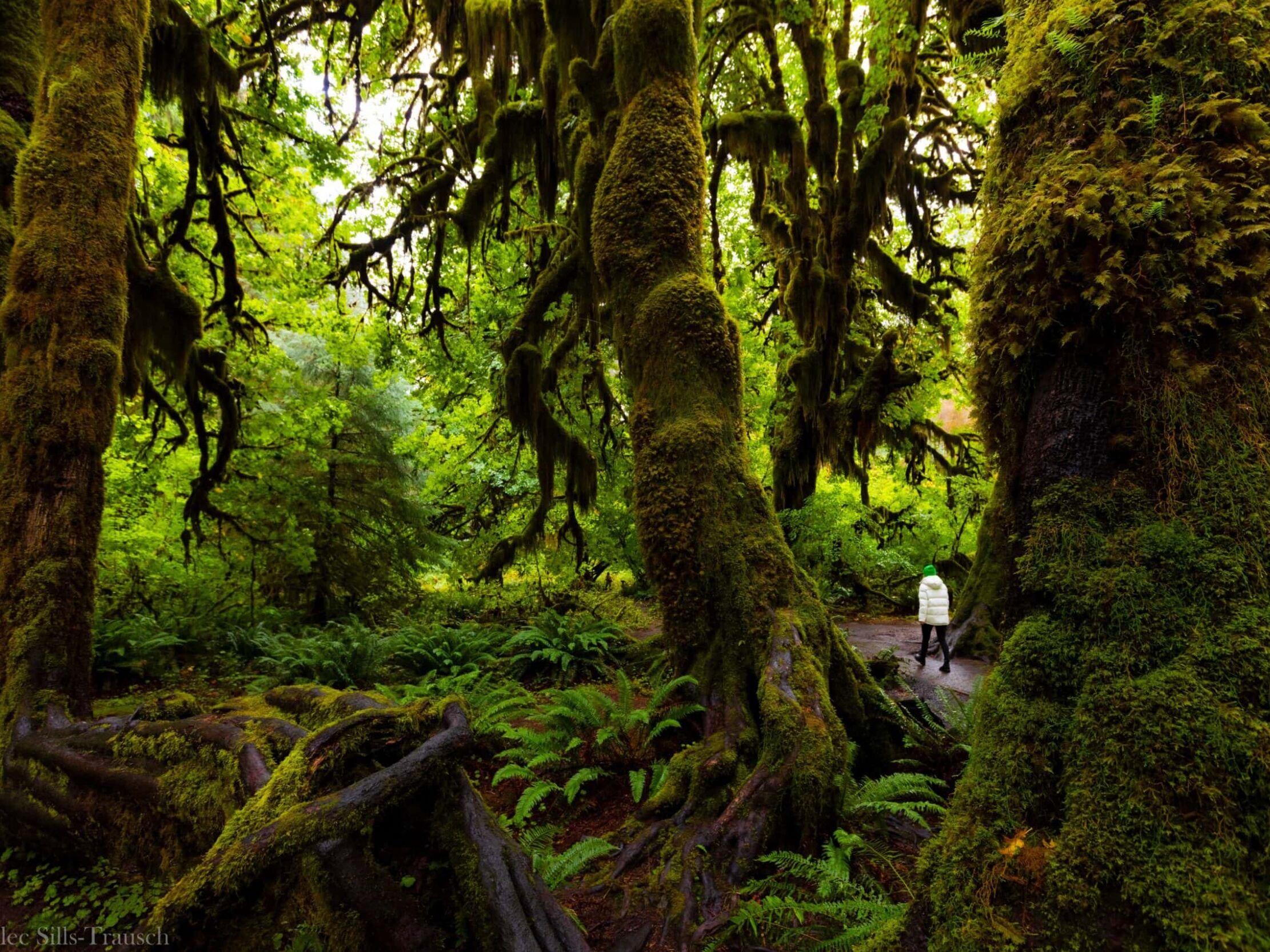 Picture of Olympic National Park