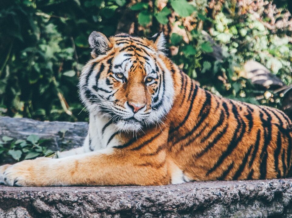 Picture of Potawatomi Zoo