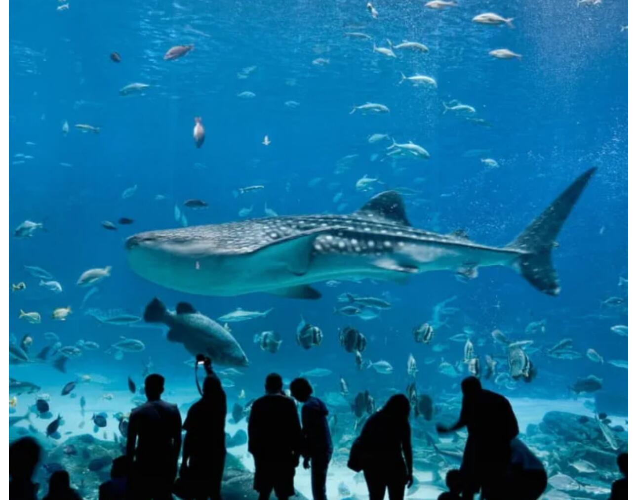 Picture of The Dallas World Aquarium