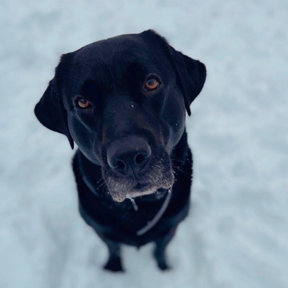 Griffey (GRIFF DOG)