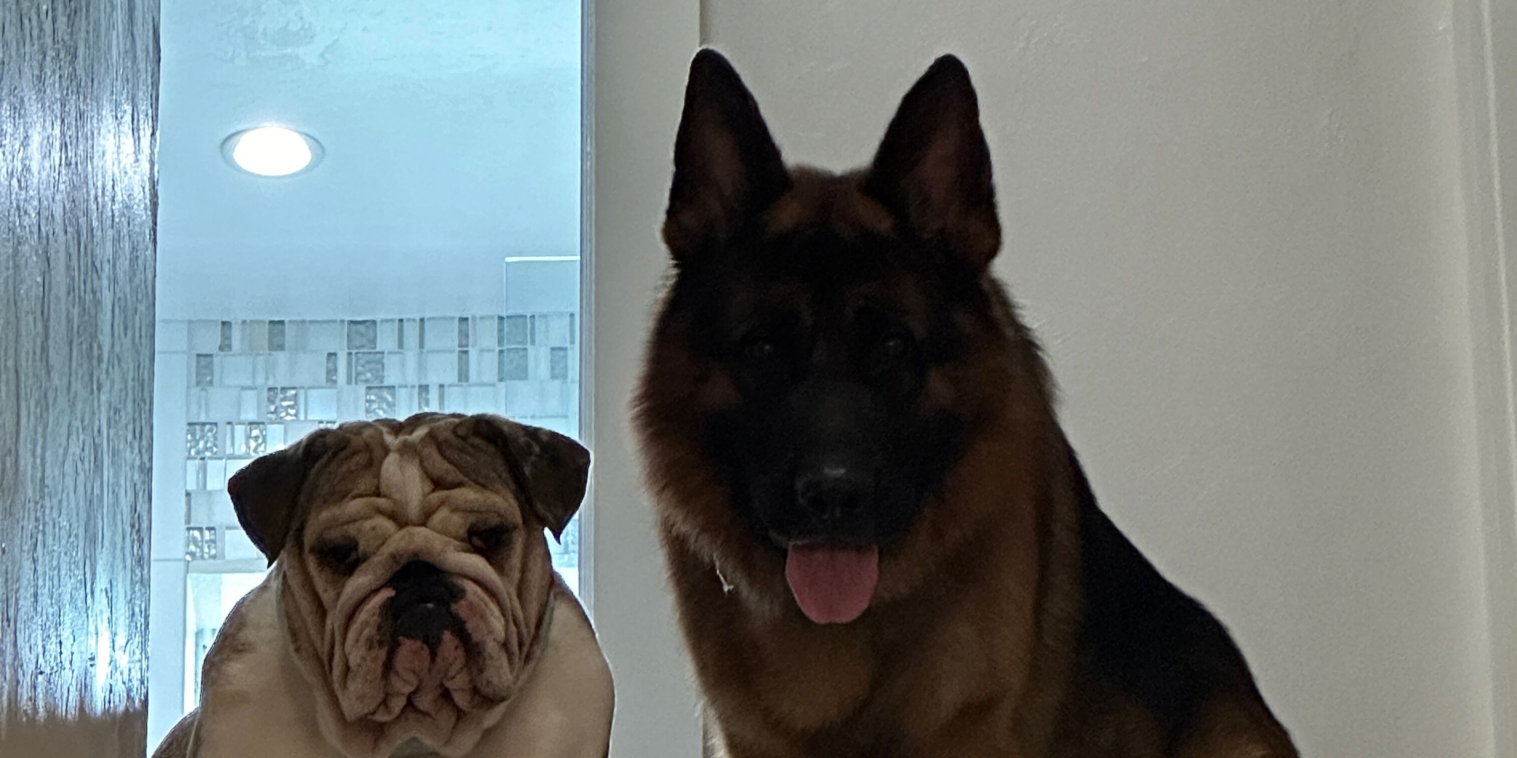 Picture of Puppy Love