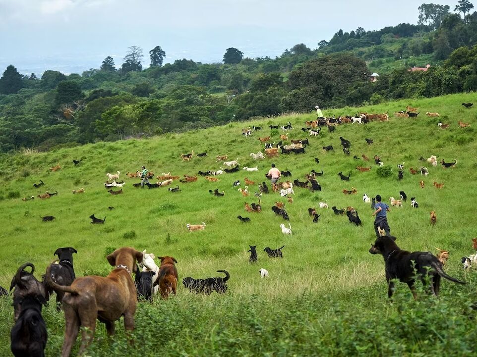Picture of Territorio de Zaguates