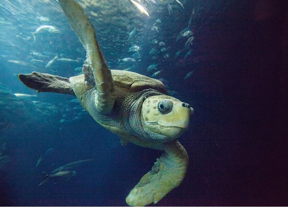 Picture of South Carolina Aquarium 